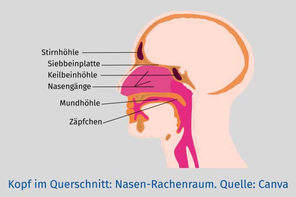 Querschnitt des Kopfes Grafik eines Kopfes im Querschnitt, die Organe des Nasenraumes sind benannt.